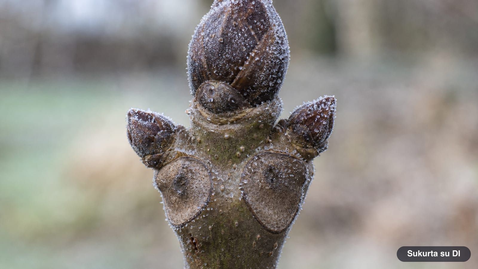 Winter twig of an English walnut with a large dark terminal bud and heart-shaped leaf scars