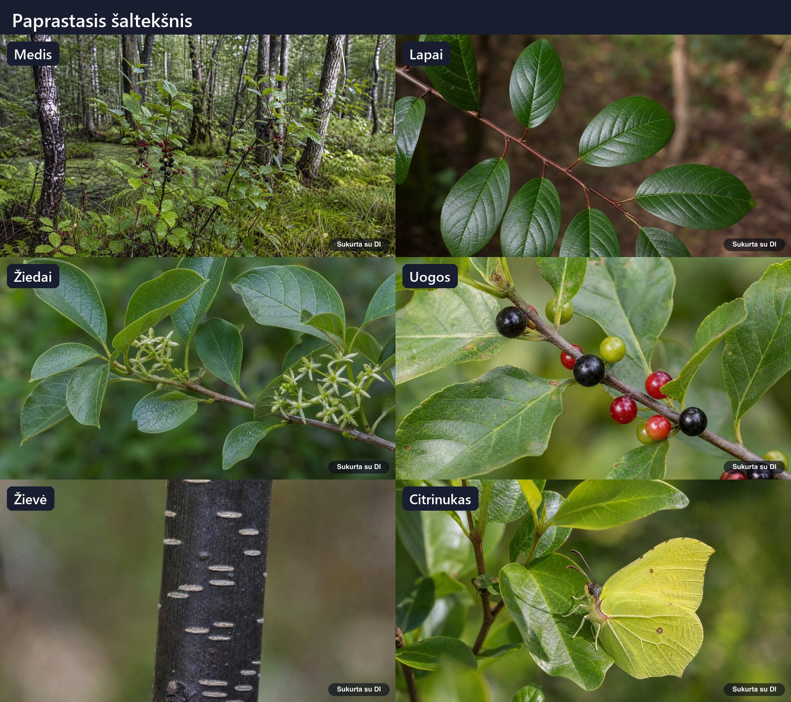 Alder buckthorn: tree, leaves, flowers, fruits or seeds, bark, and buds in one illustration