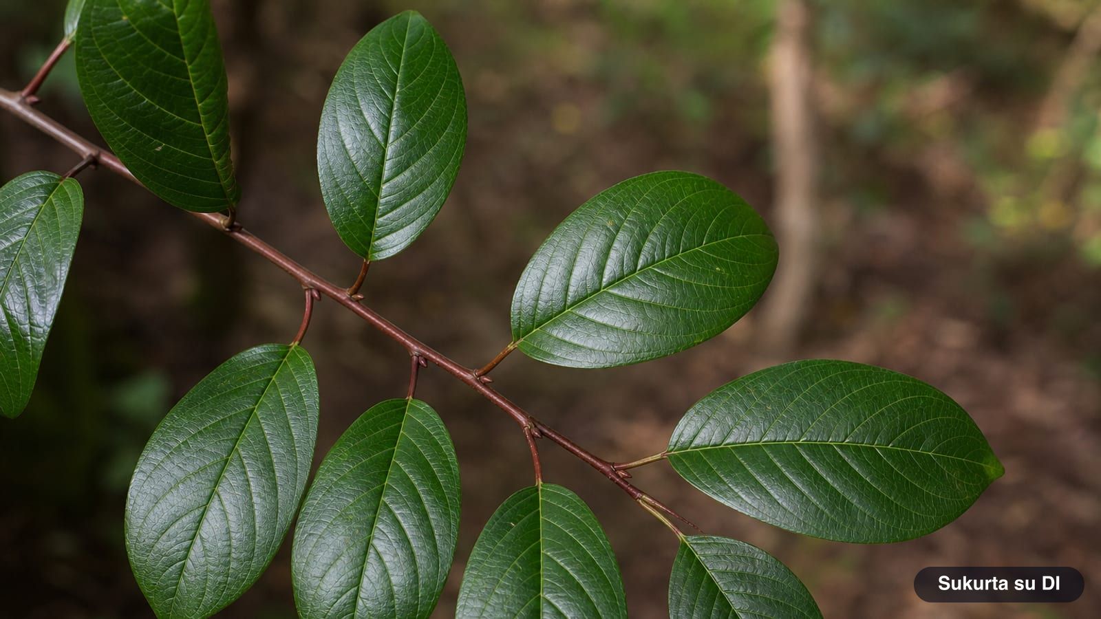 Glossy, smooth-edged leaves of alder buckthorn with parallel curved veins