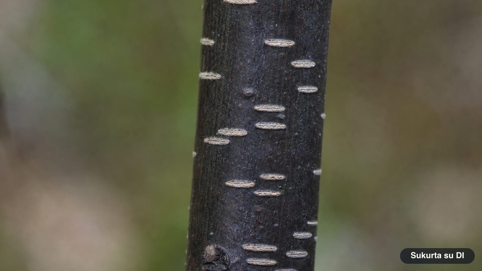 Dark, almost black bark of alder buckthorn with light horizontal dashes