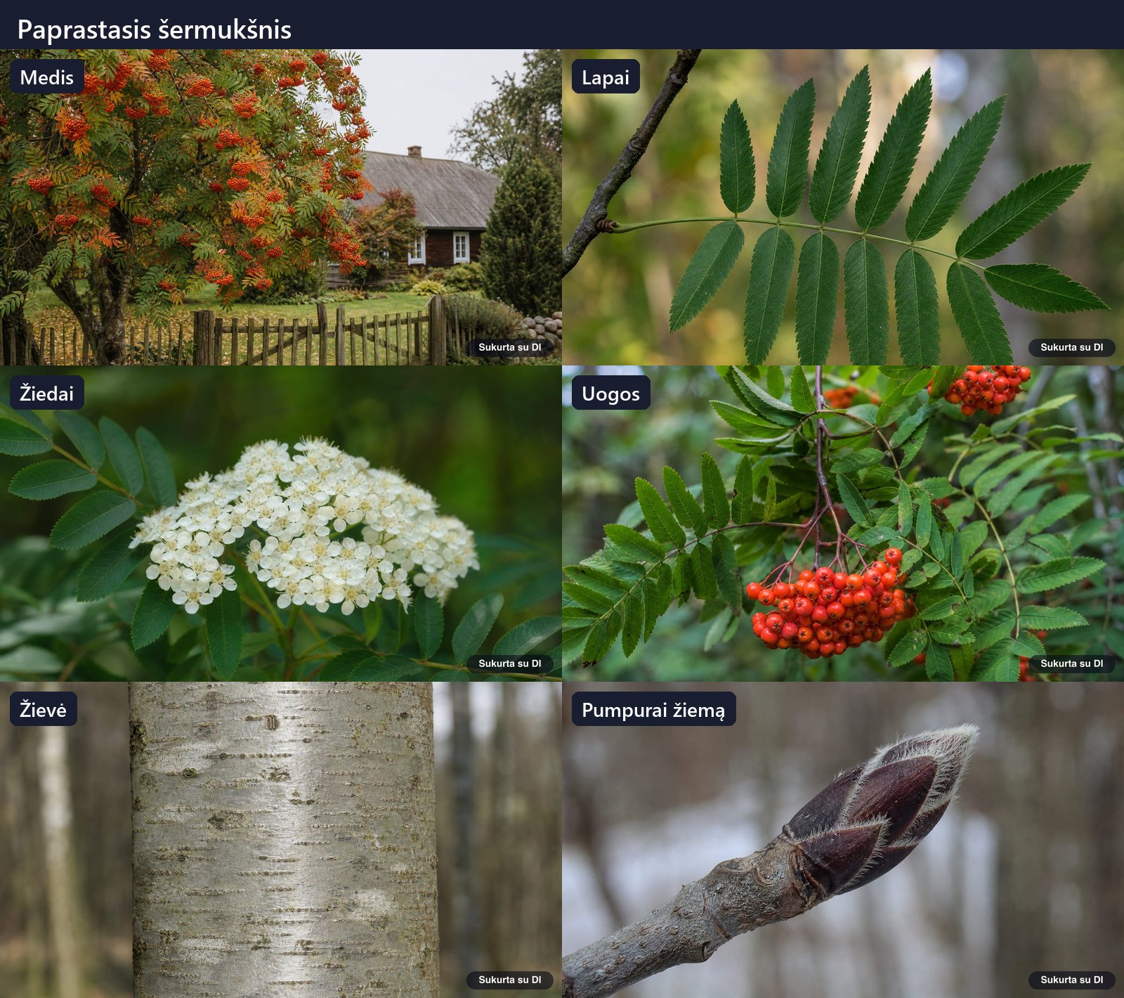 Rowan tree: tree, leaves, flowers, fruits or seeds, bark and buds in one illustration