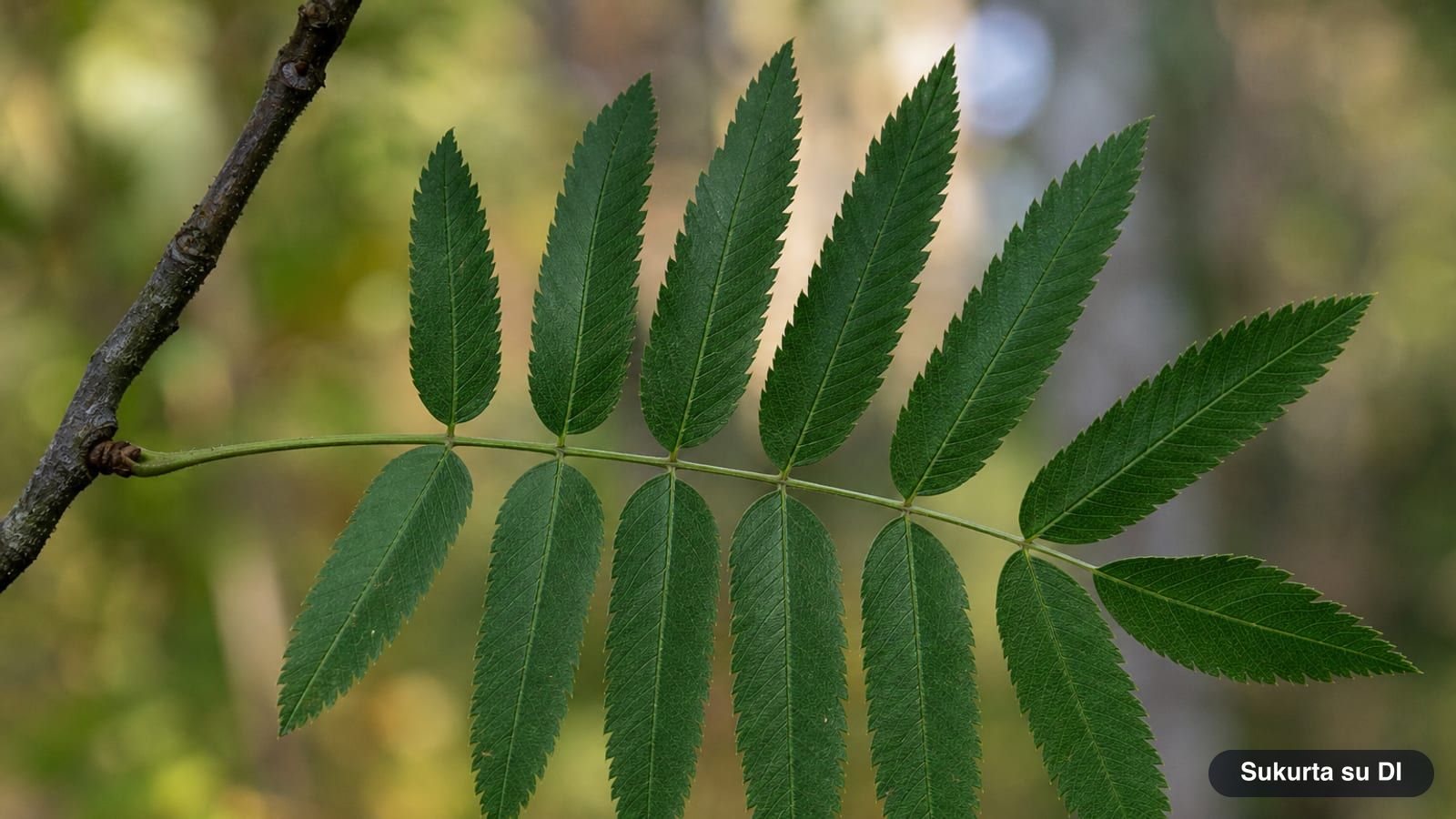 Rowan pinnate leaf made of narrow serrated leaflets