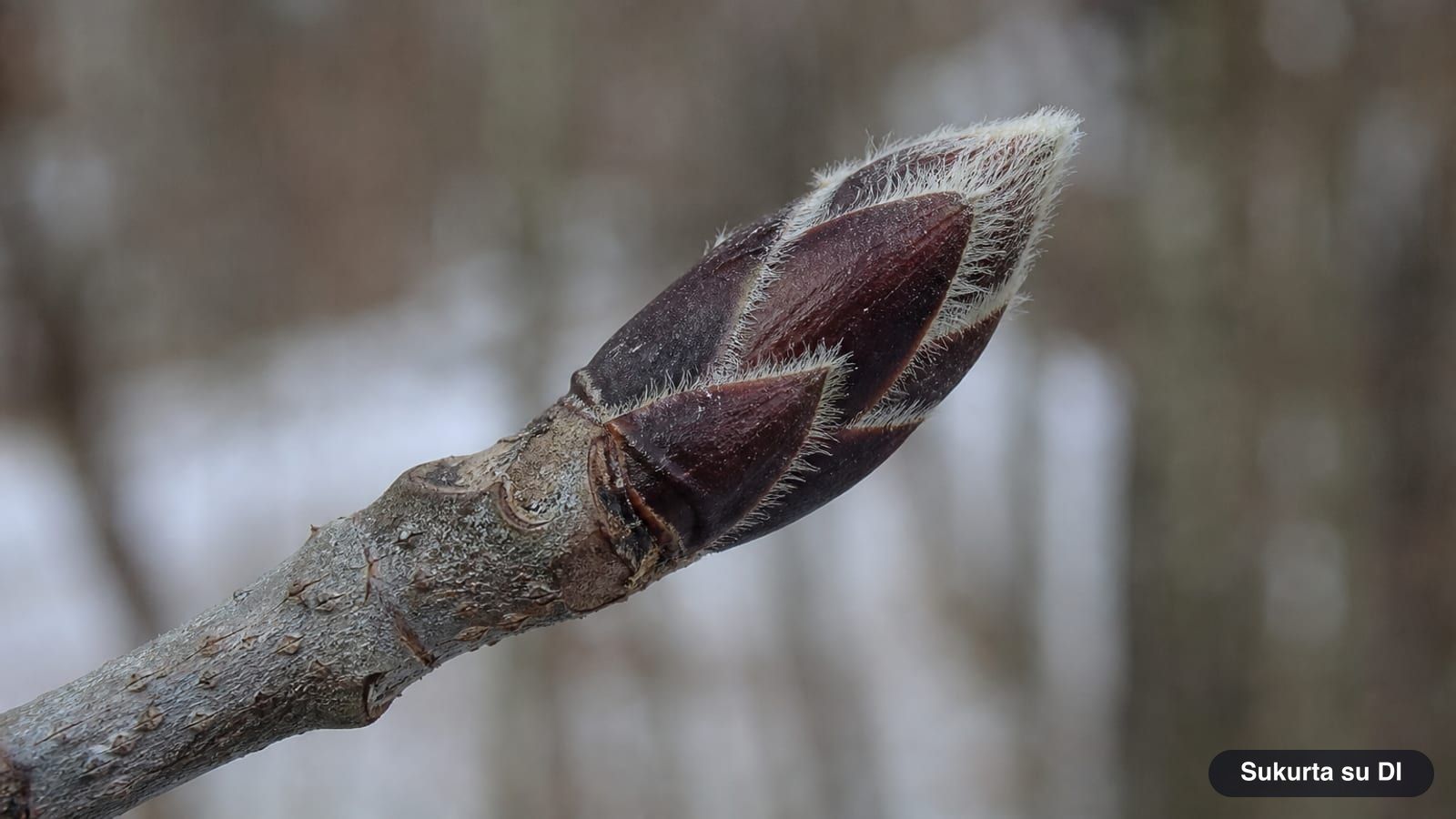 Large dark purple rowan bud with silvery hairs at the tip