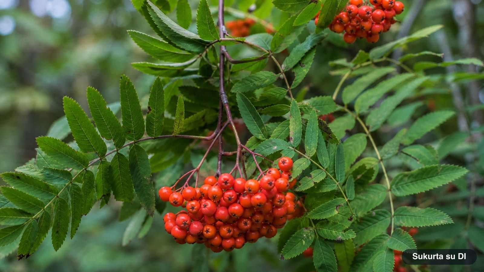 Heavy clusters of bright orange-red rowan berries among leaves in early fall