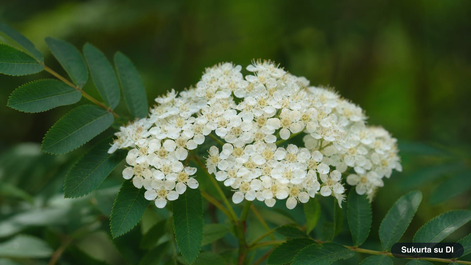 Broad white flat-topped flower clusters of the rowan tree among pinnate leaves