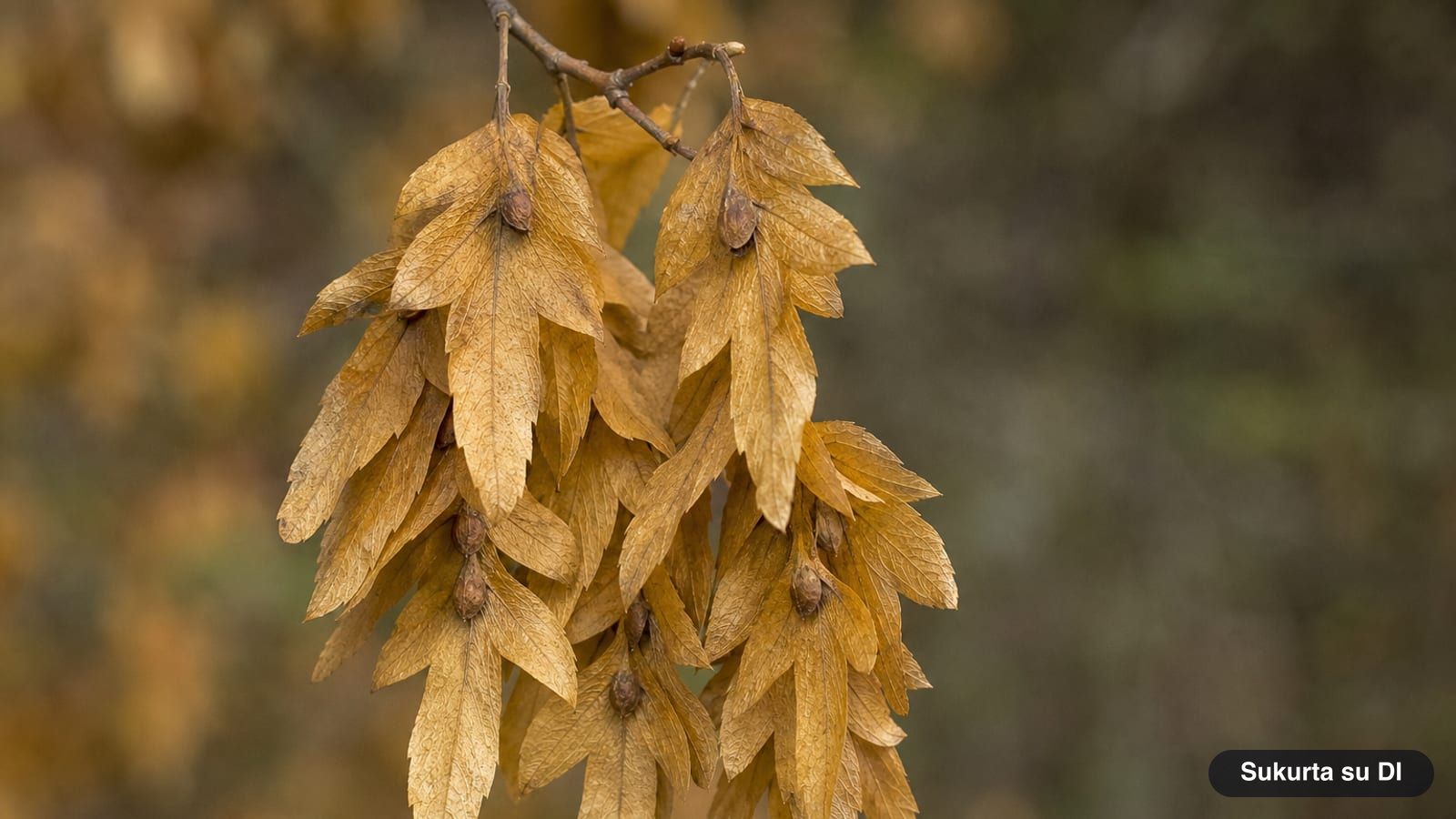 A cluster of European hornbeam fruit: three-lobed winged bracts with small nutlets