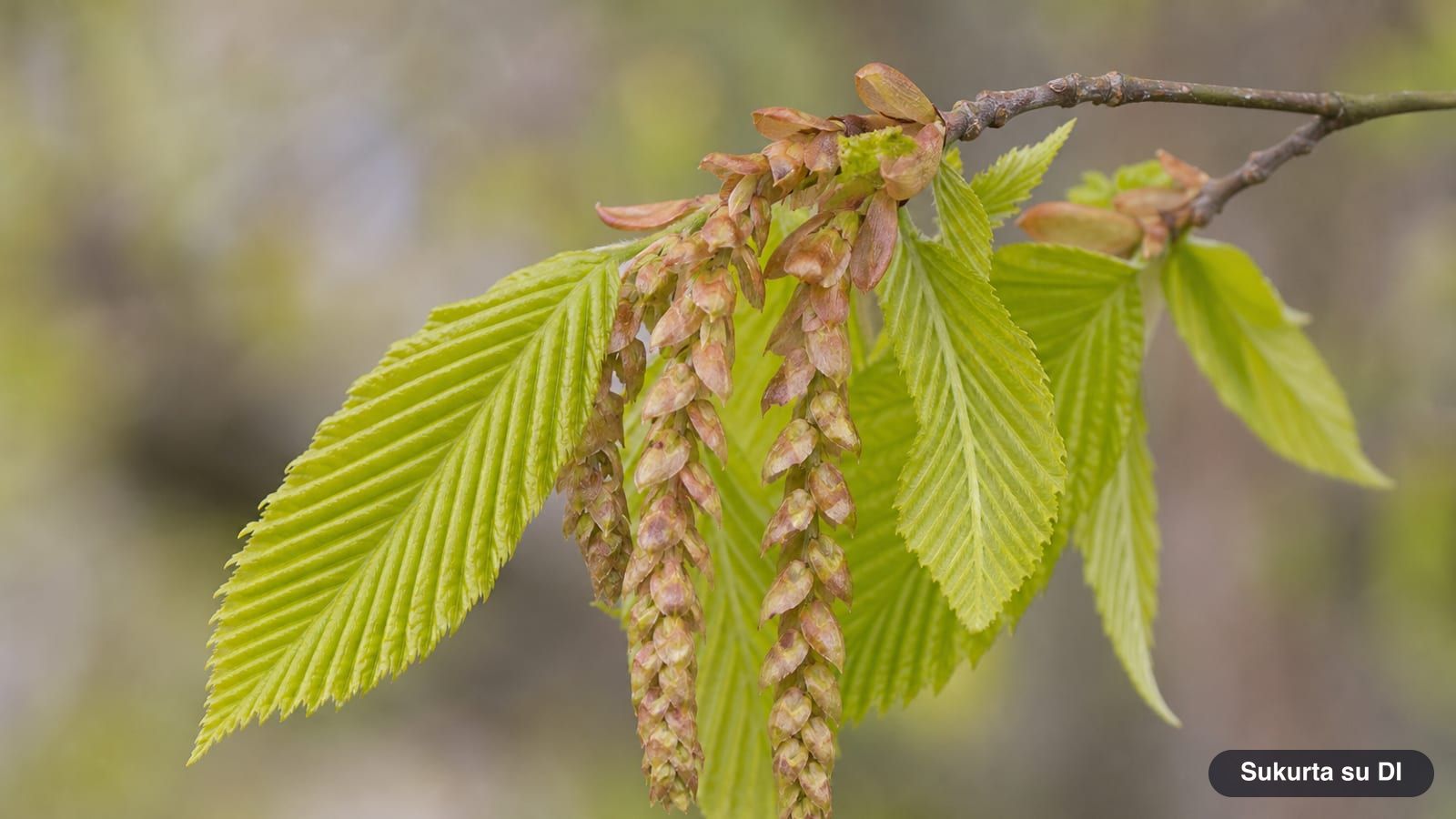 Pendulous greenish catkins of the European hornbeam among young corrugated leaves in spring