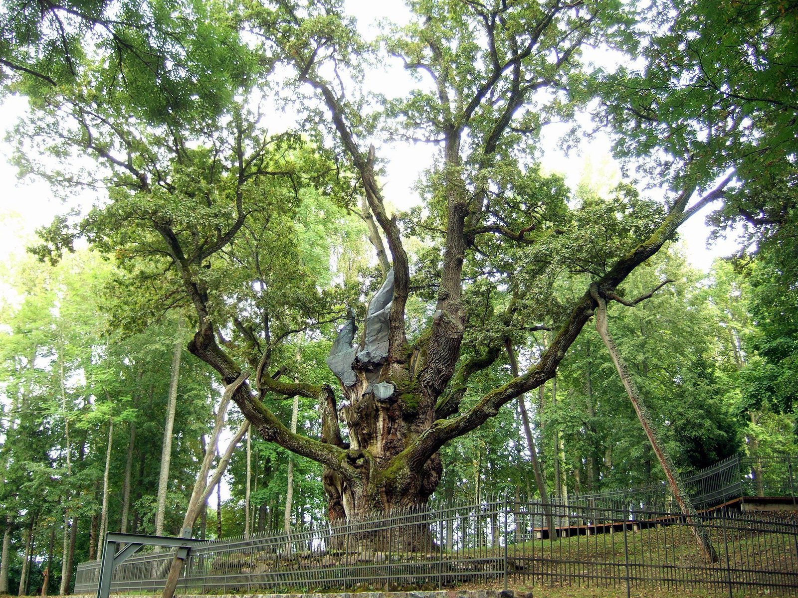 The Stelmužė Oak with a thick, textured lower trunk and widely spreading branches behind a wooden fence