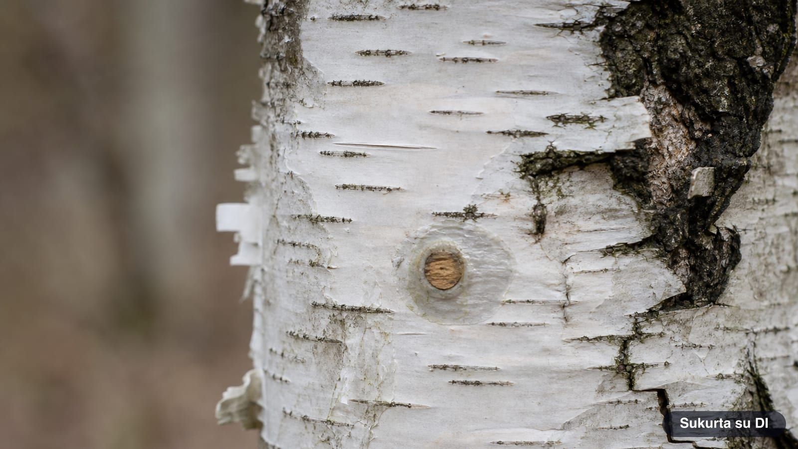 Birch trunk with a sap tapping hole plugged with a wooden dowel