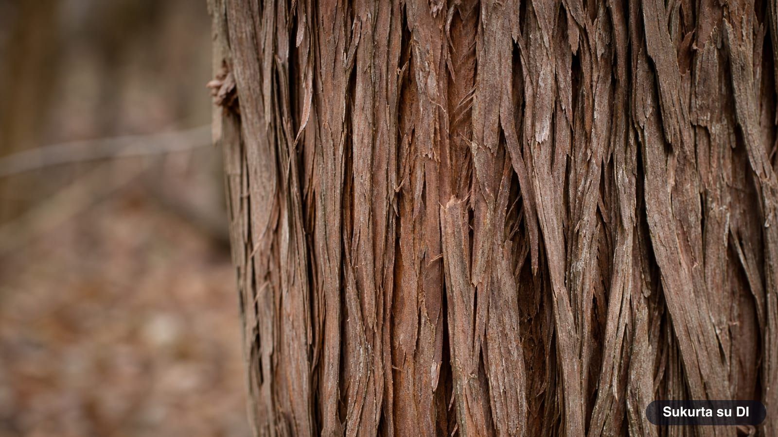 Reddish fibrous bark of an old northern white-cedar peeling in long strips