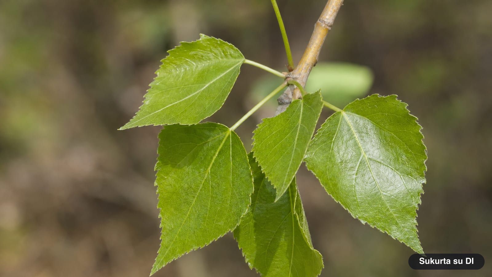 Shiny triangular leaves of the black poplar with long tapering points on long flattened stalks