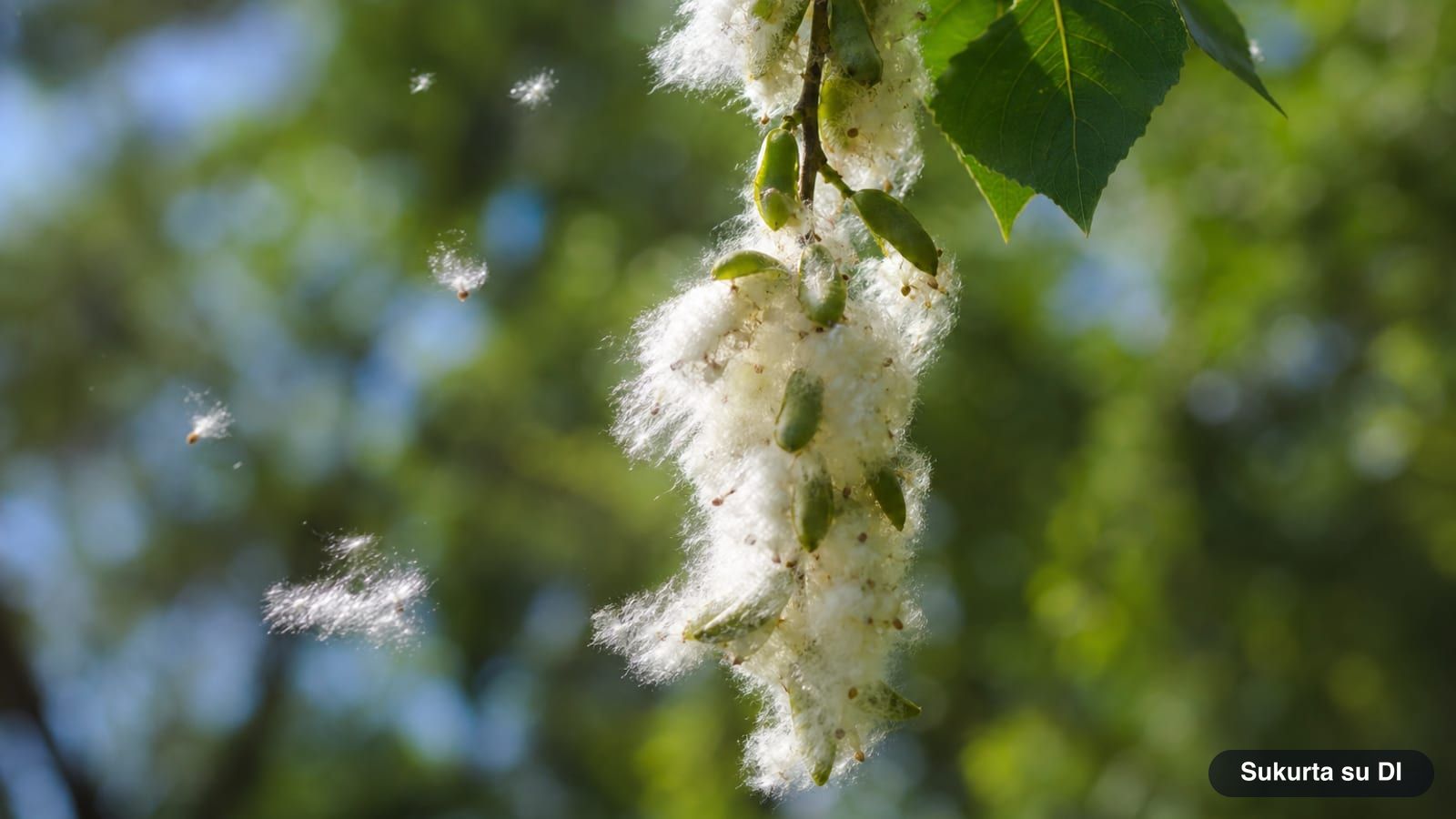 Open poplar capsules with white fluff and tiny seeds in early summer