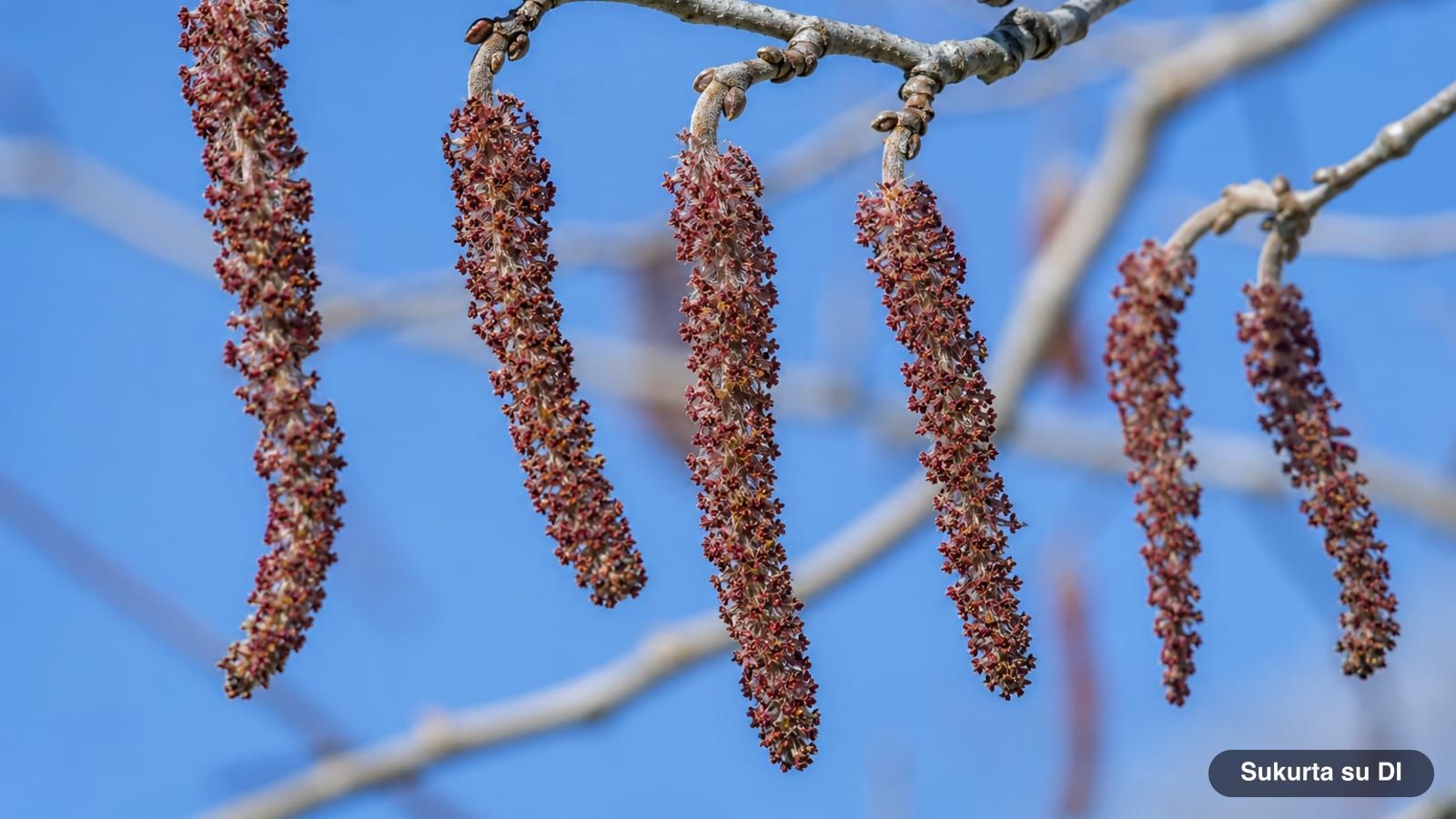 Thick drooping male catkins of the black poplar with dark red anthers on bare branches