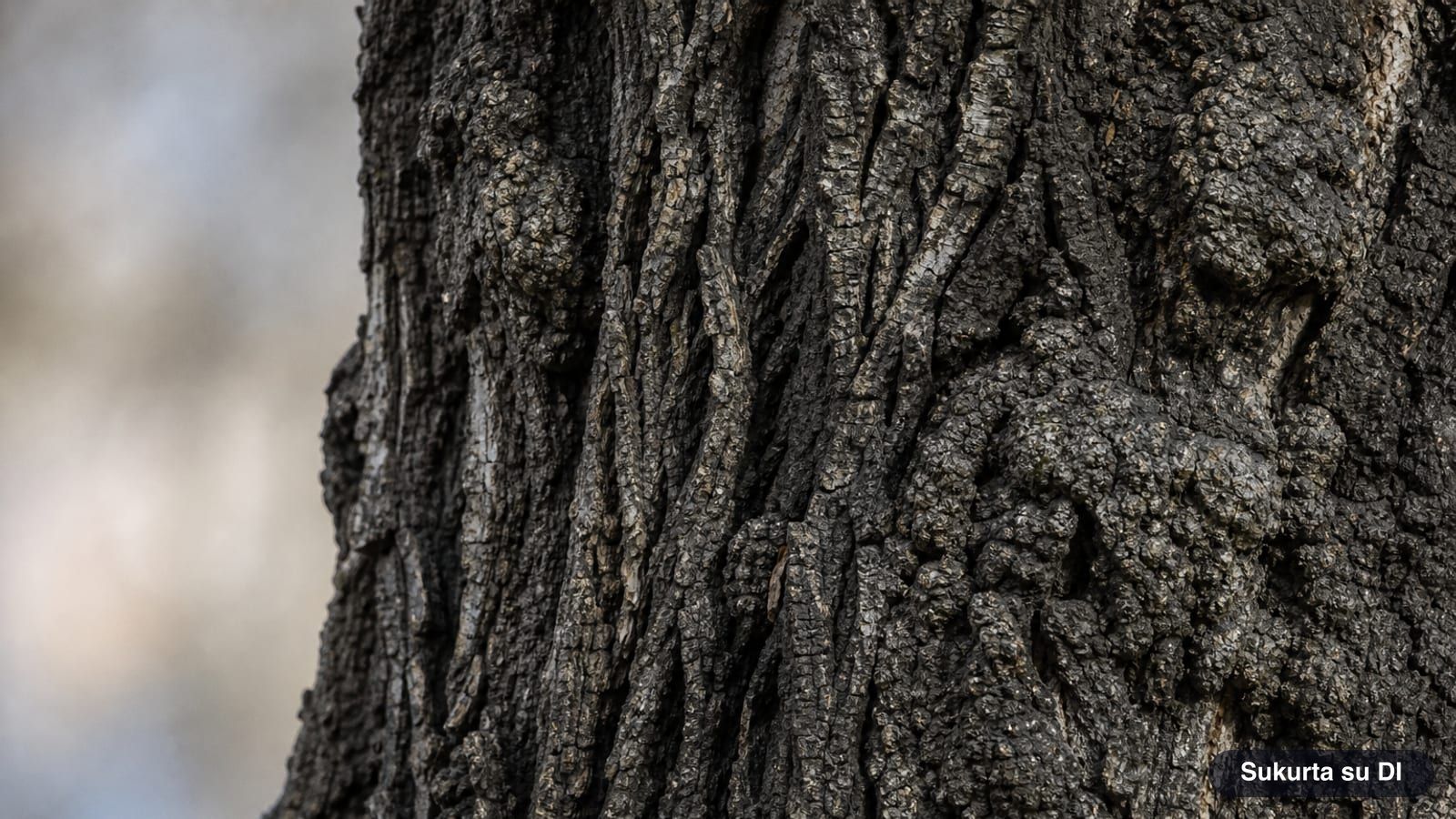 Dark, thick, deeply fissured bark with burls on an old black poplar