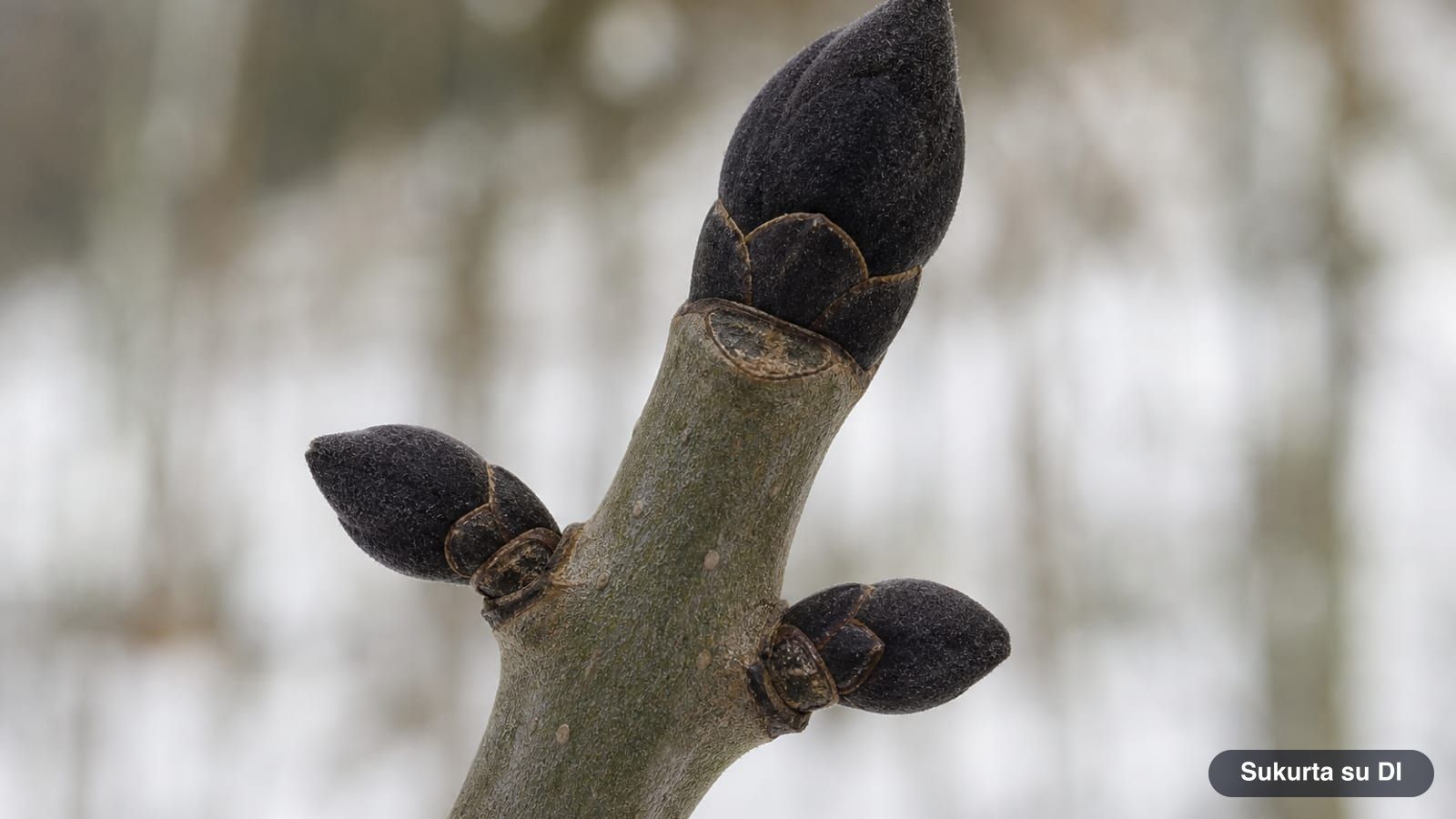 Winter twig of the European ash with black velvety opposite buds