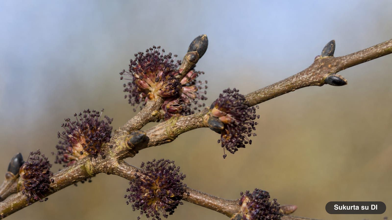 Dark purple flower clusters of the European ash on bare twigs in spring