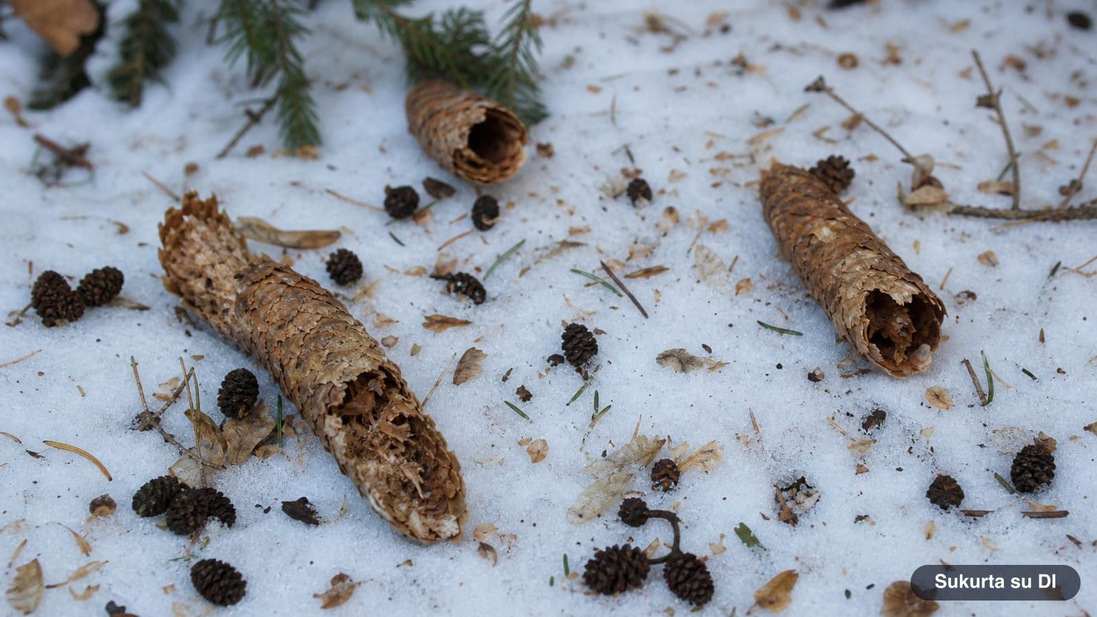 Snowy forest floor with spruce cones gnawed by squirrels and scattered seeds