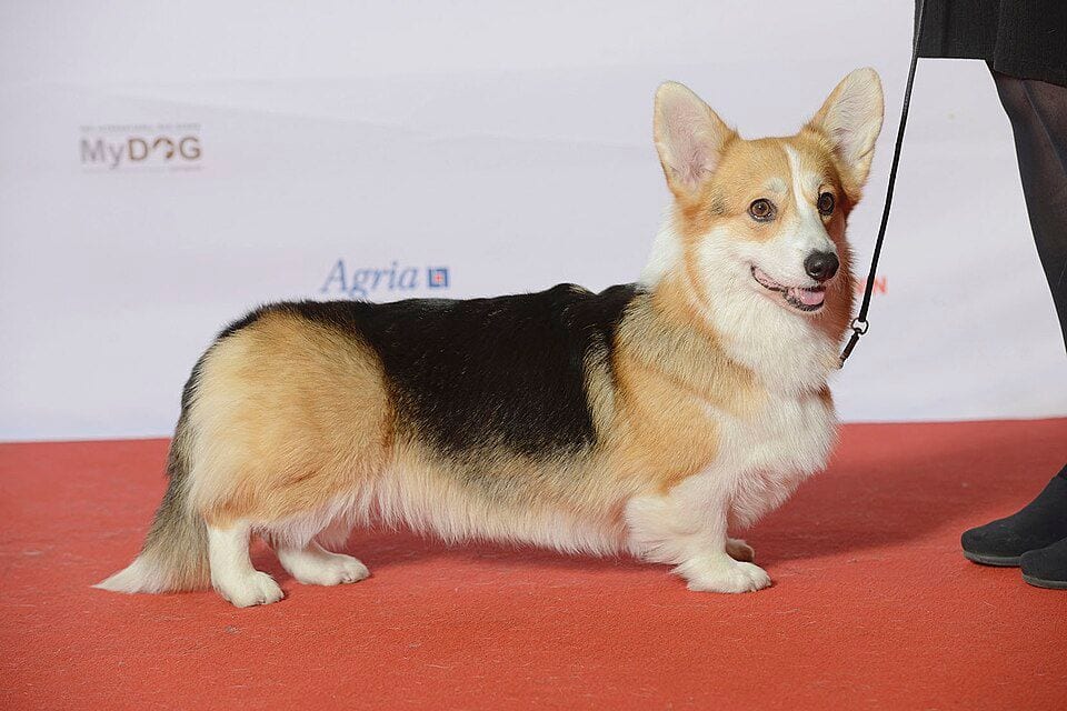Tricolor Welsh Corgi at a dog show