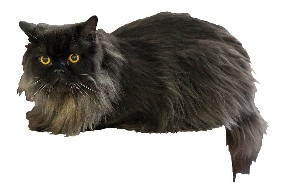 British Longhair cat on a white background