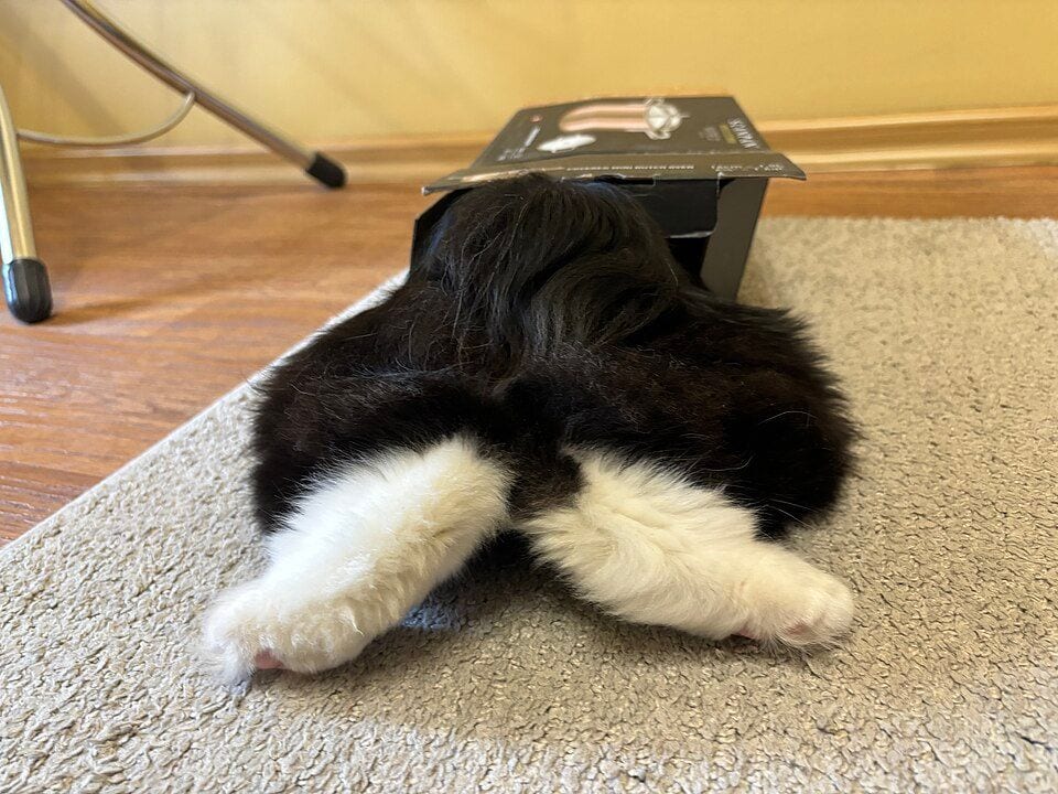 Close-up of a fluffy short Kurilian Bobtail tail