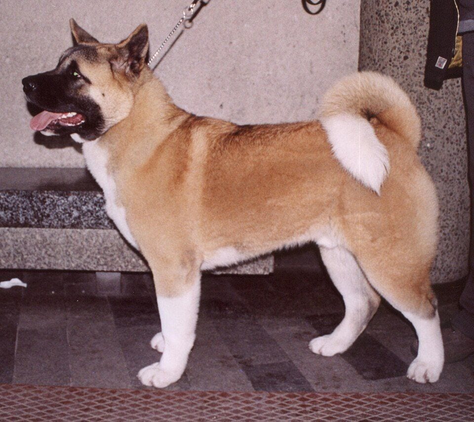 American Akita with a black mask standing in profile