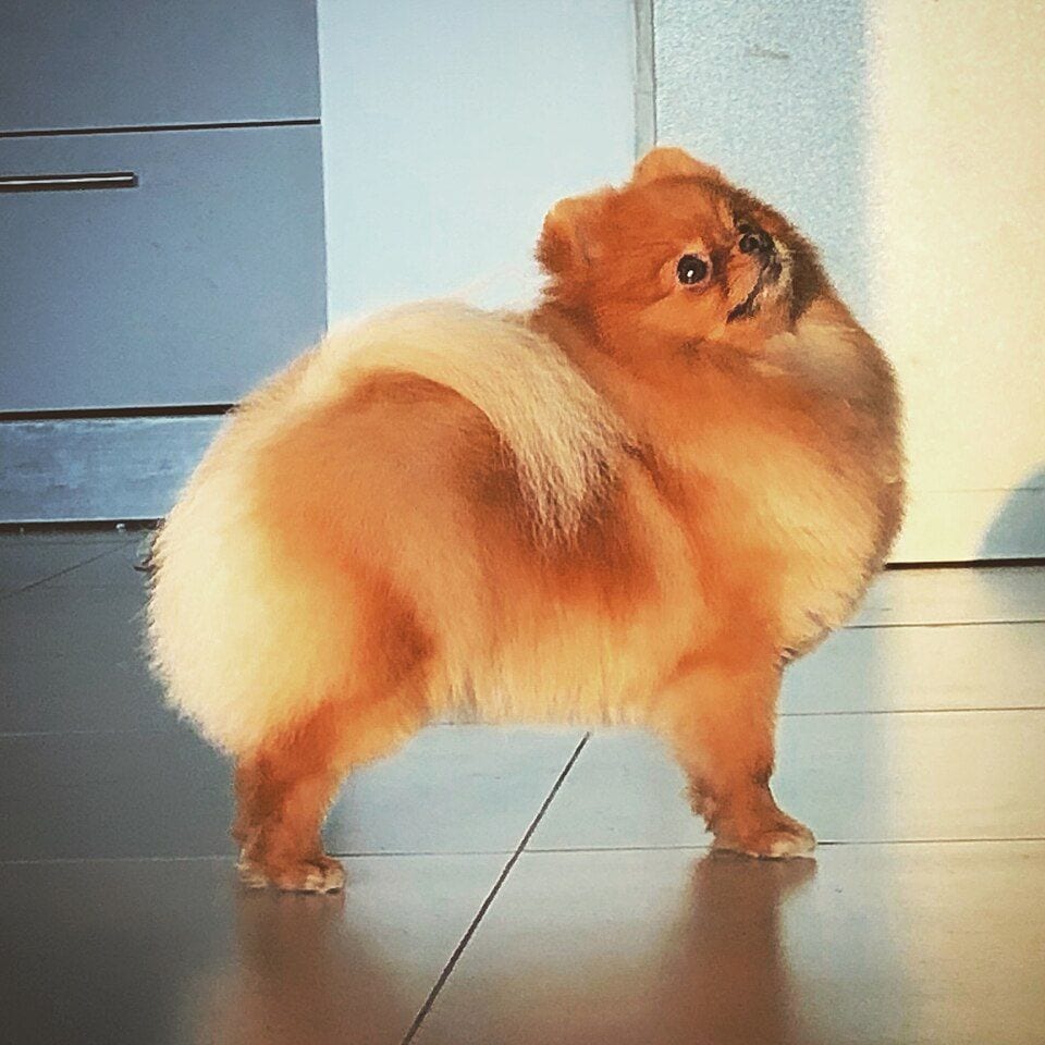 Orange Pomeranian standing on tiles