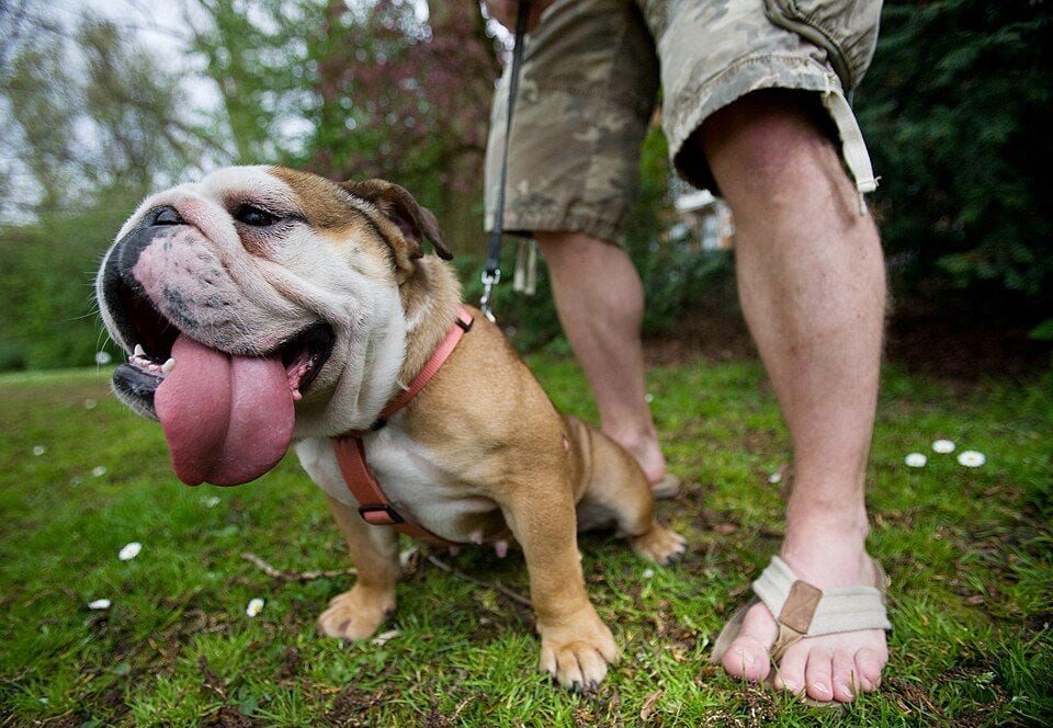 An English Bulldog with its tongue out in a park
