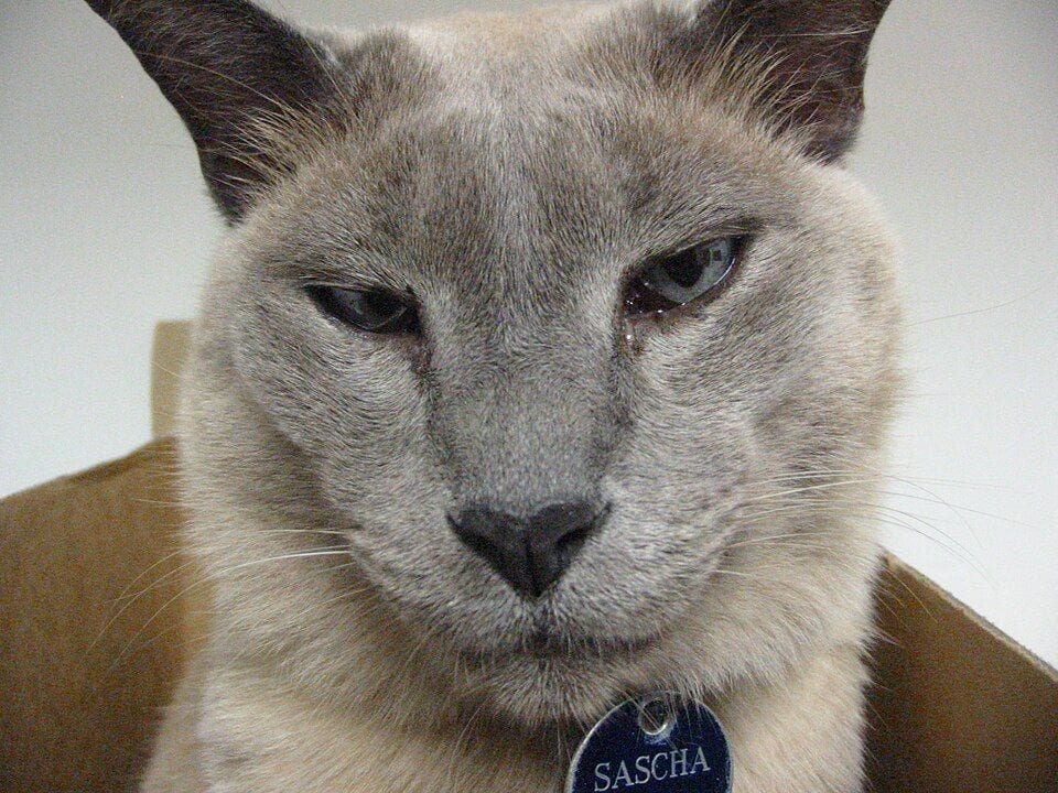 Tonkinese cat