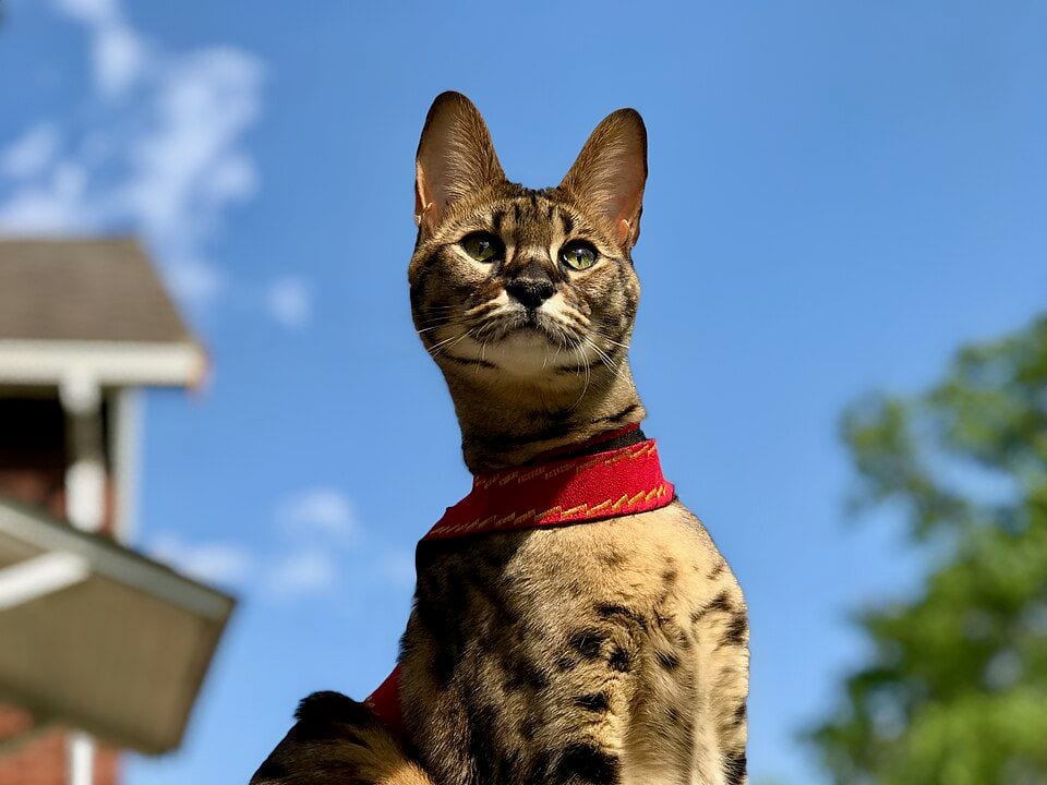 Two-year-old F2 generation Savannah cat on a harness