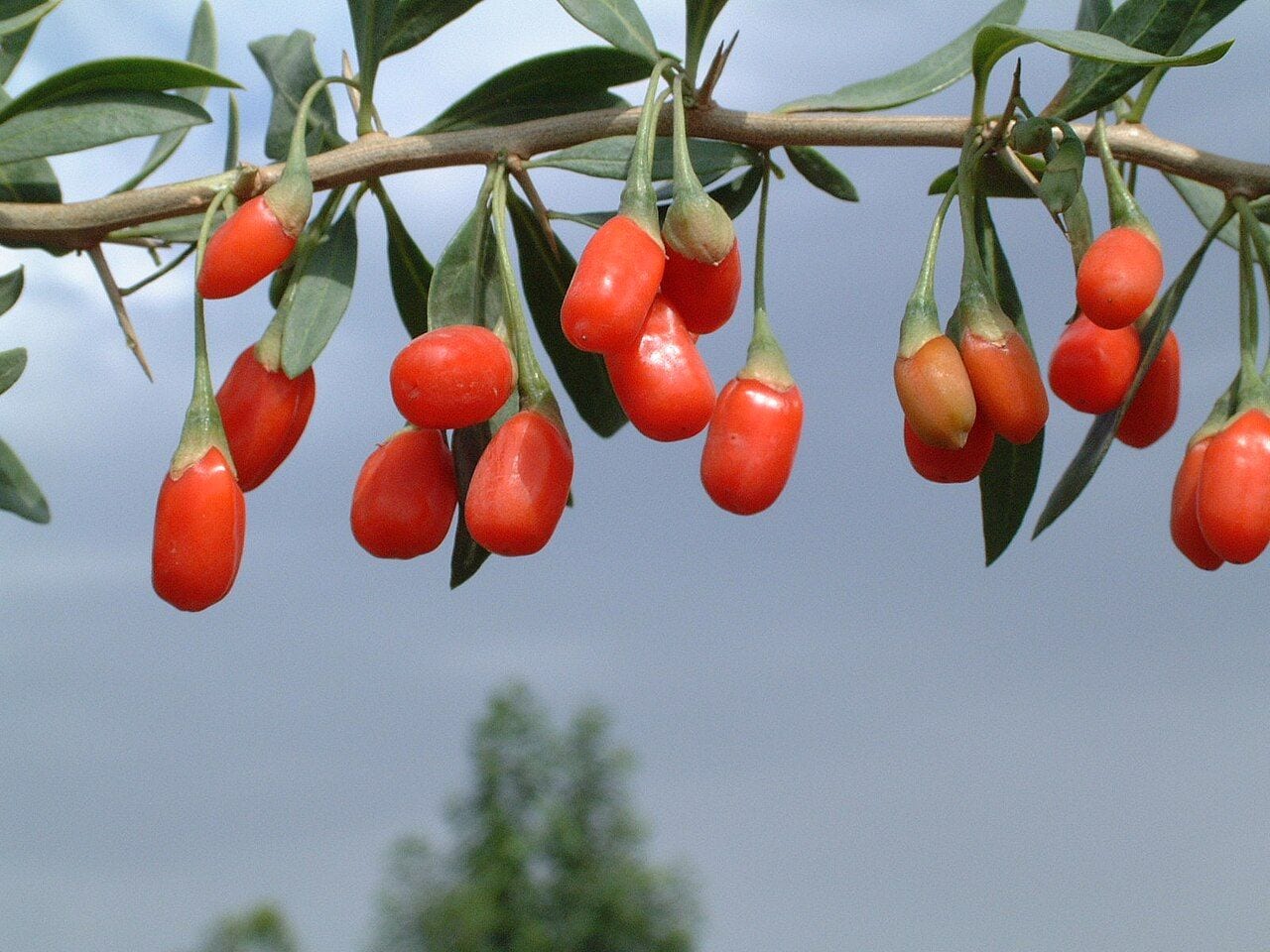 Wolfberry branch with bright red elongated goji berries