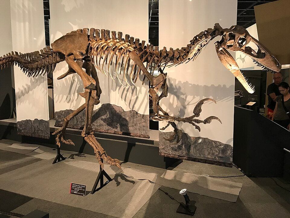 Skeletal reconstruction of a South American megaraptor in a museum