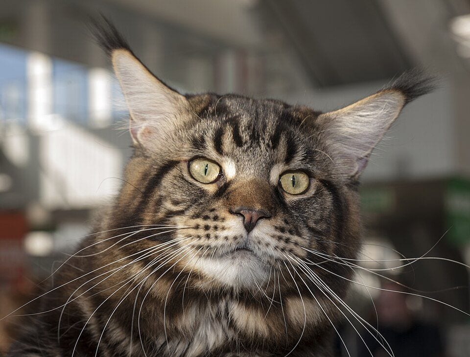 Head of a brown tabby Maine Coon with lynx tips on the ears