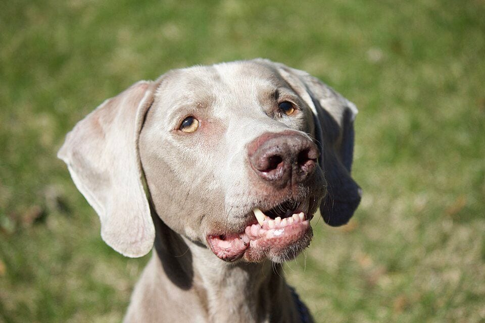 Weimaraner head with amber eyes