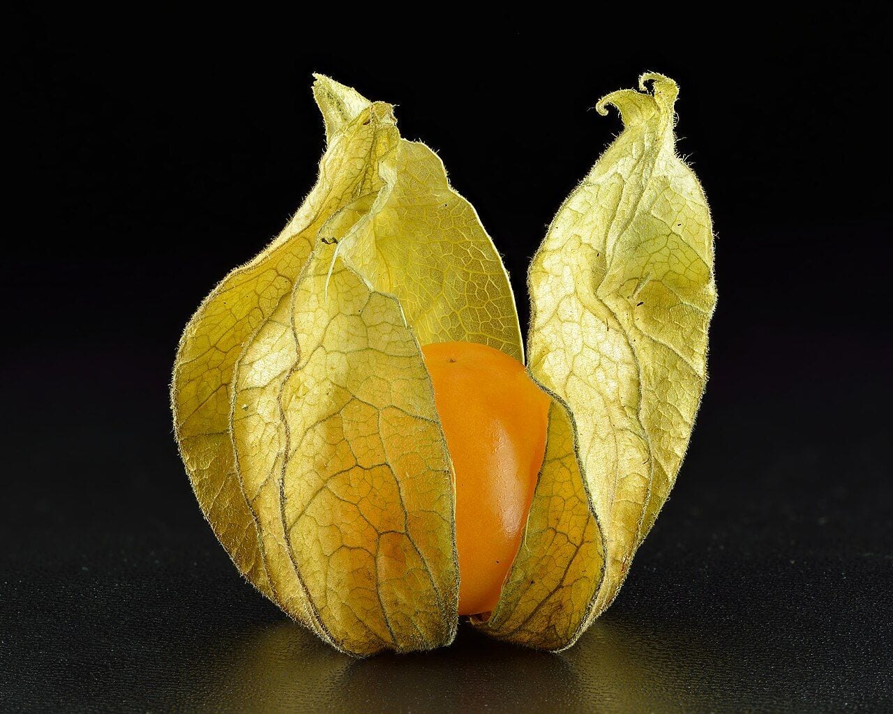 Orange Cape gooseberry fruit inside an open papery husk