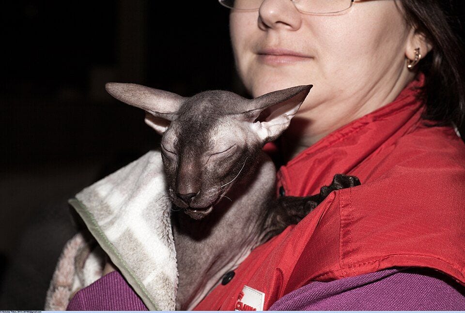Bald Peterbald with large ears at a cat show