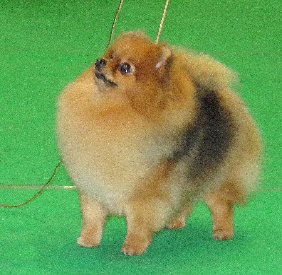 Pomeranian at a dog show