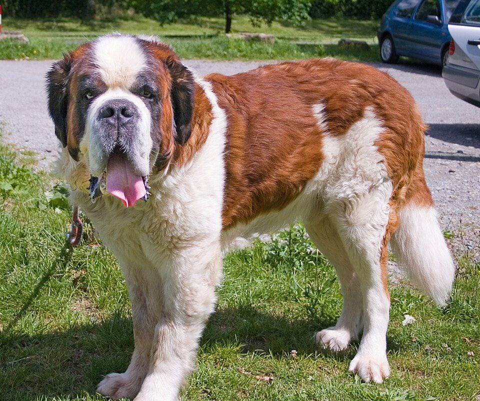 Red and white St. Bernard standing on grass