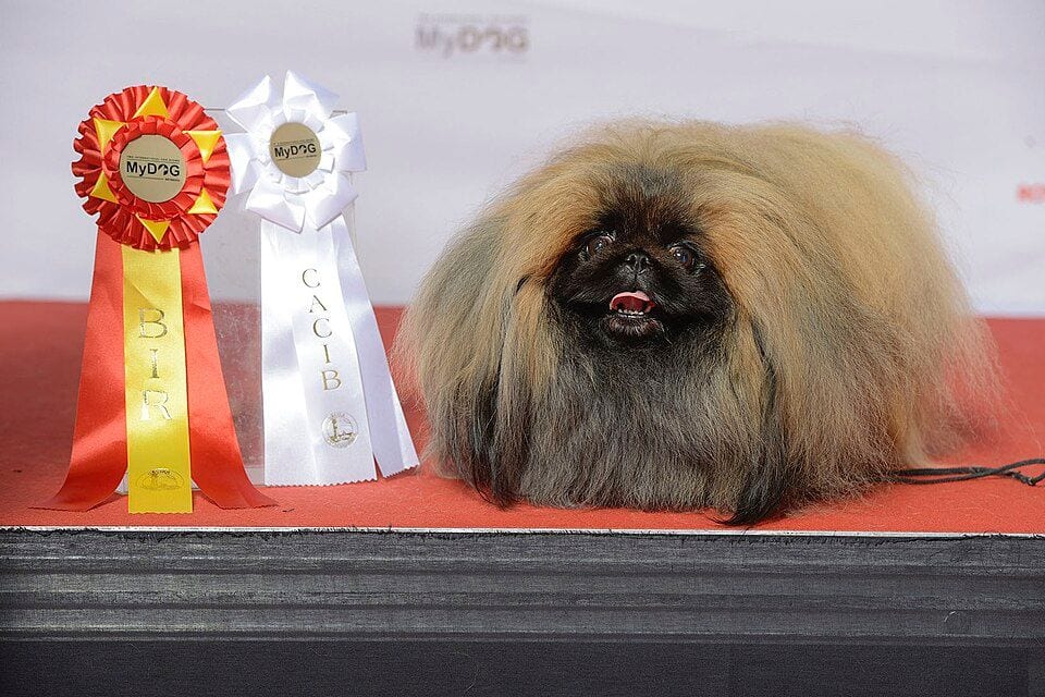 Pekingese dog at a show with prize ribbons
