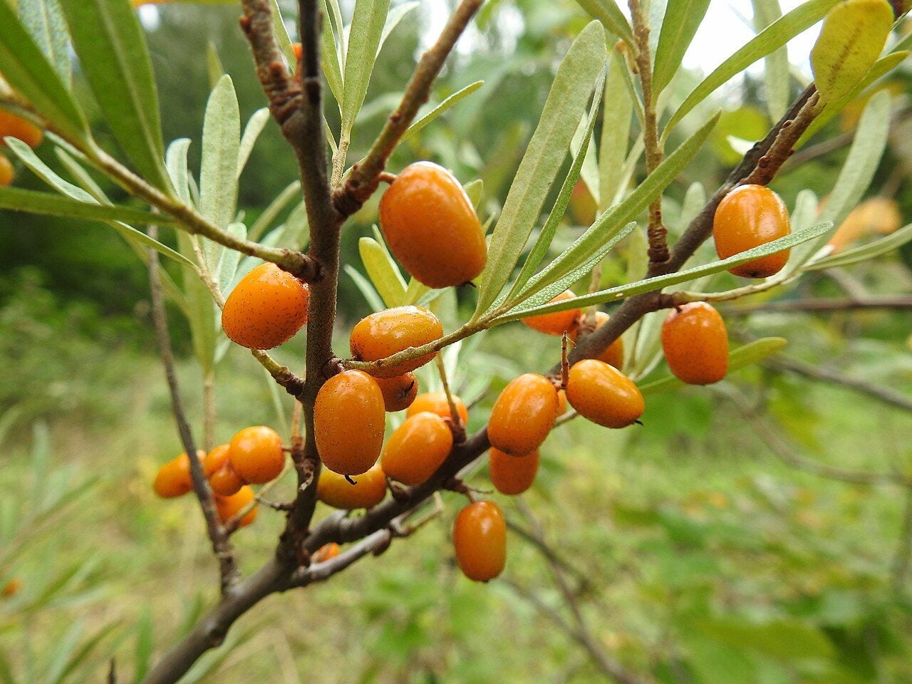 A branch of sea buckthorn heavily laden with oval orange berries and narrow silvery leaves