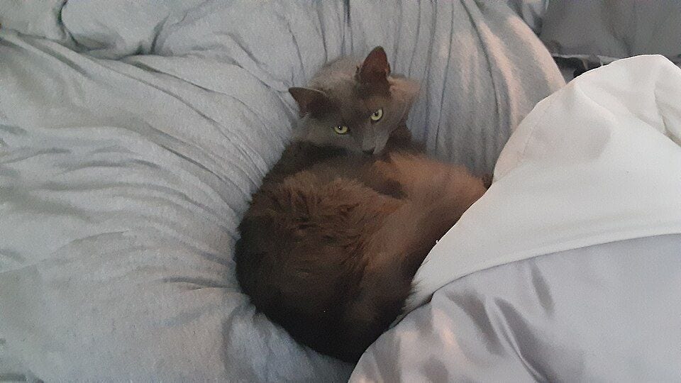 Blue semi-longhaired Nebelung lying down