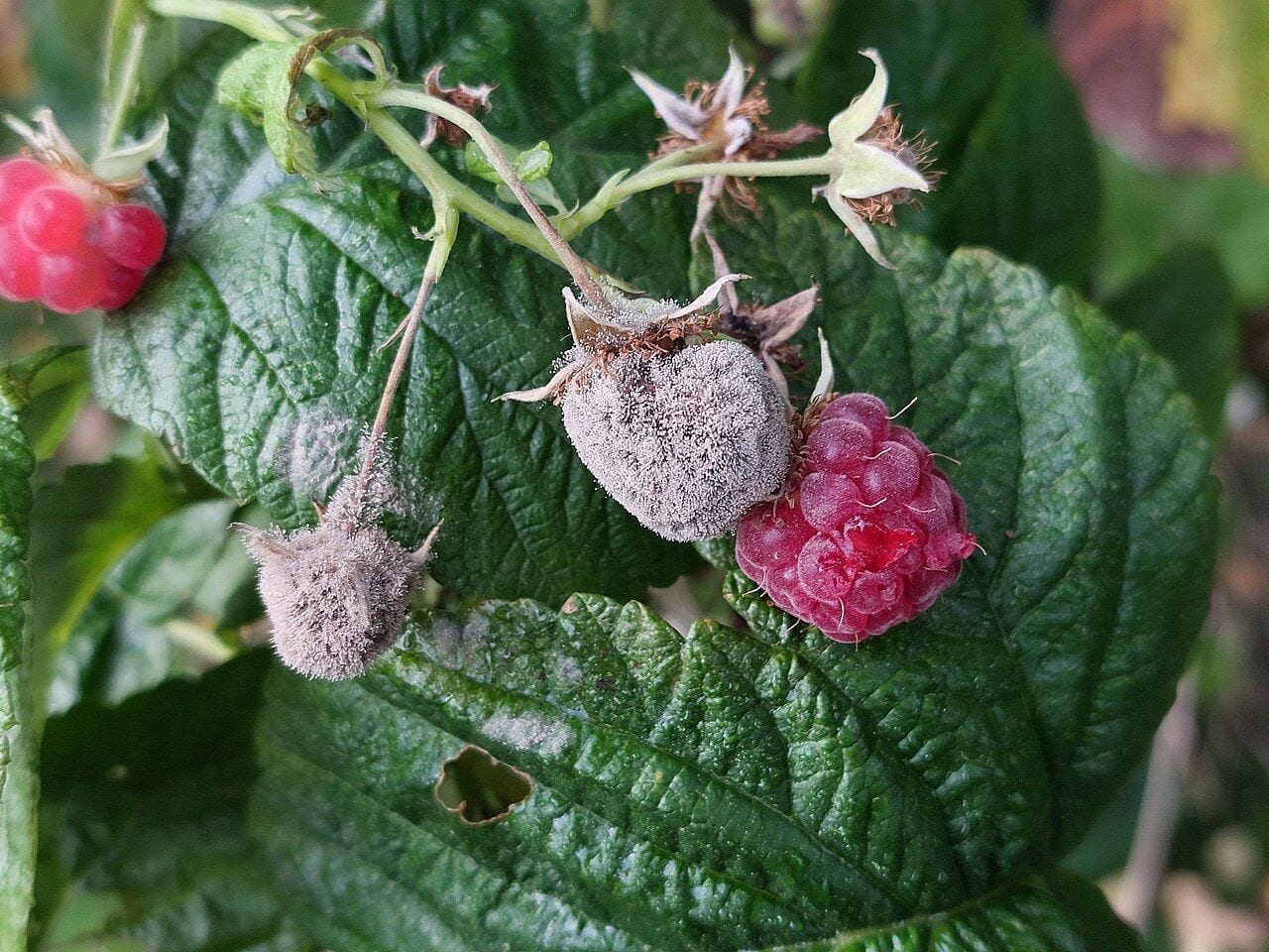 A raspberry branch showing both ripe red berries and berries covered in gray mold among the leaves