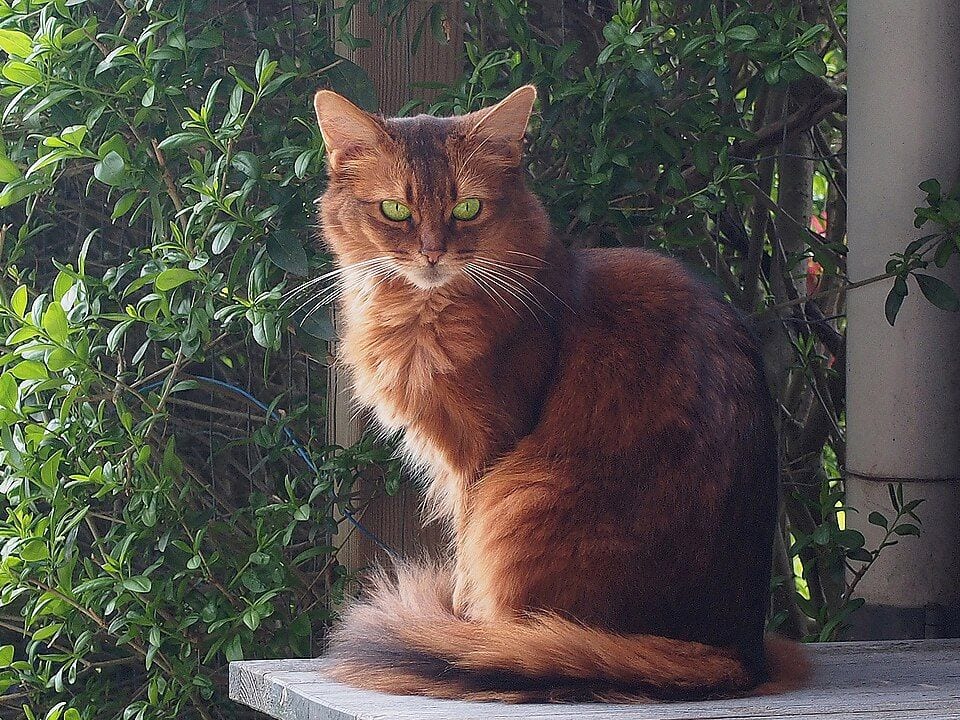 Ruddy Somali cat