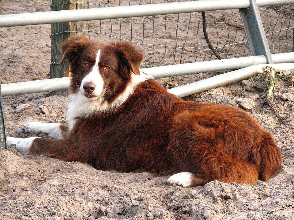 Red and white Australian Shepherd lying by a fence