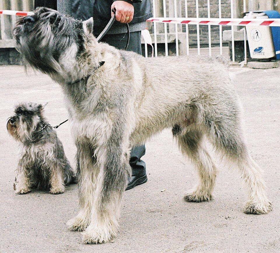 Giant and Miniature Schnauzers standing side by side