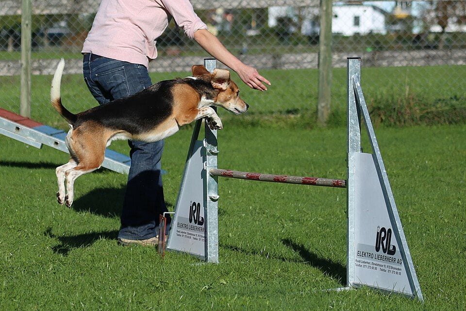 Beagle jumping an agility hurdle