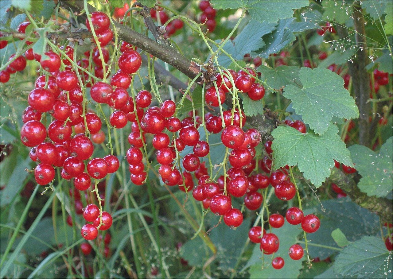 Red currant bush with many hanging clusters of red berries