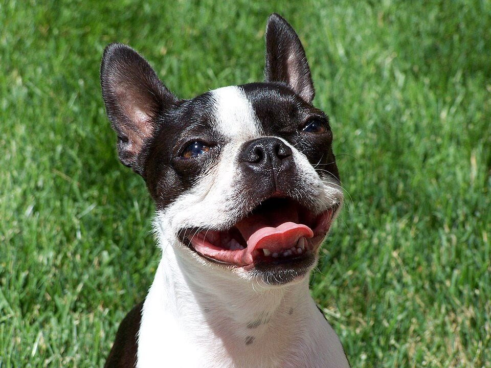 Boston Terrier head with large eyes in grass