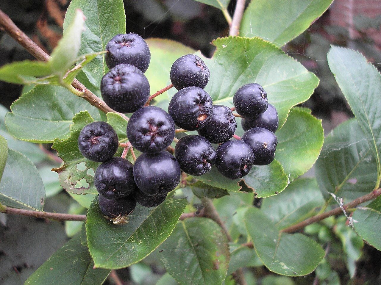 A branch of black chokeberry with clusters of glossy black berries and green leaves
