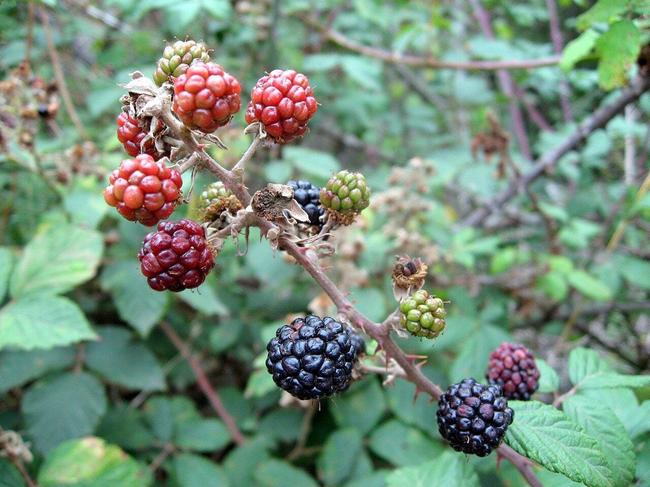 A blackberry branch with black ripe and red unripe berries