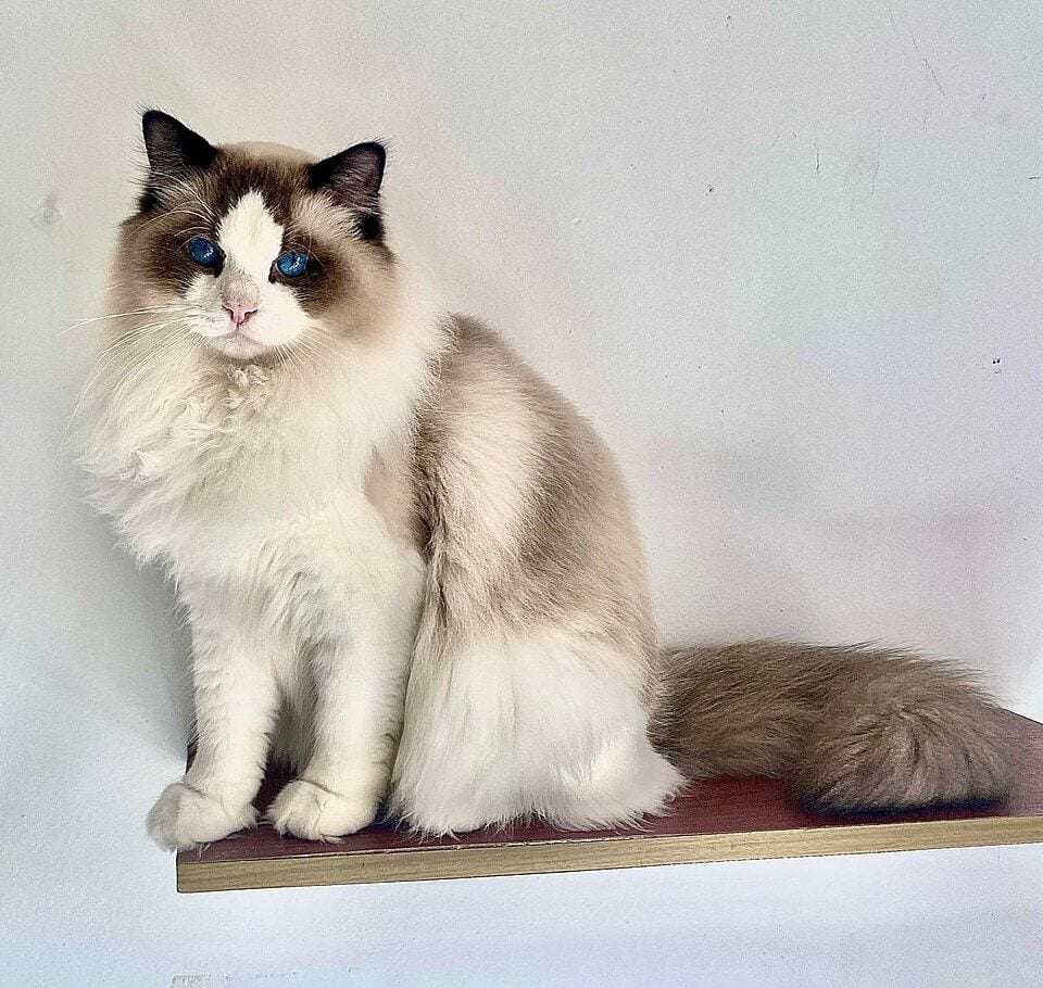 Bicolor seal Ragdoll sitting on a shelf